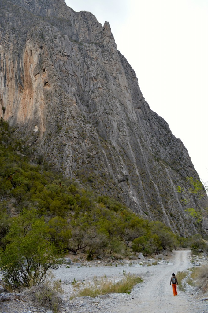 Jungle Wall