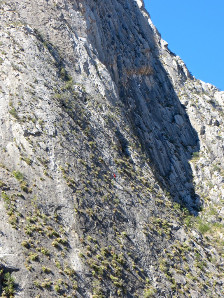 Jungle Wall