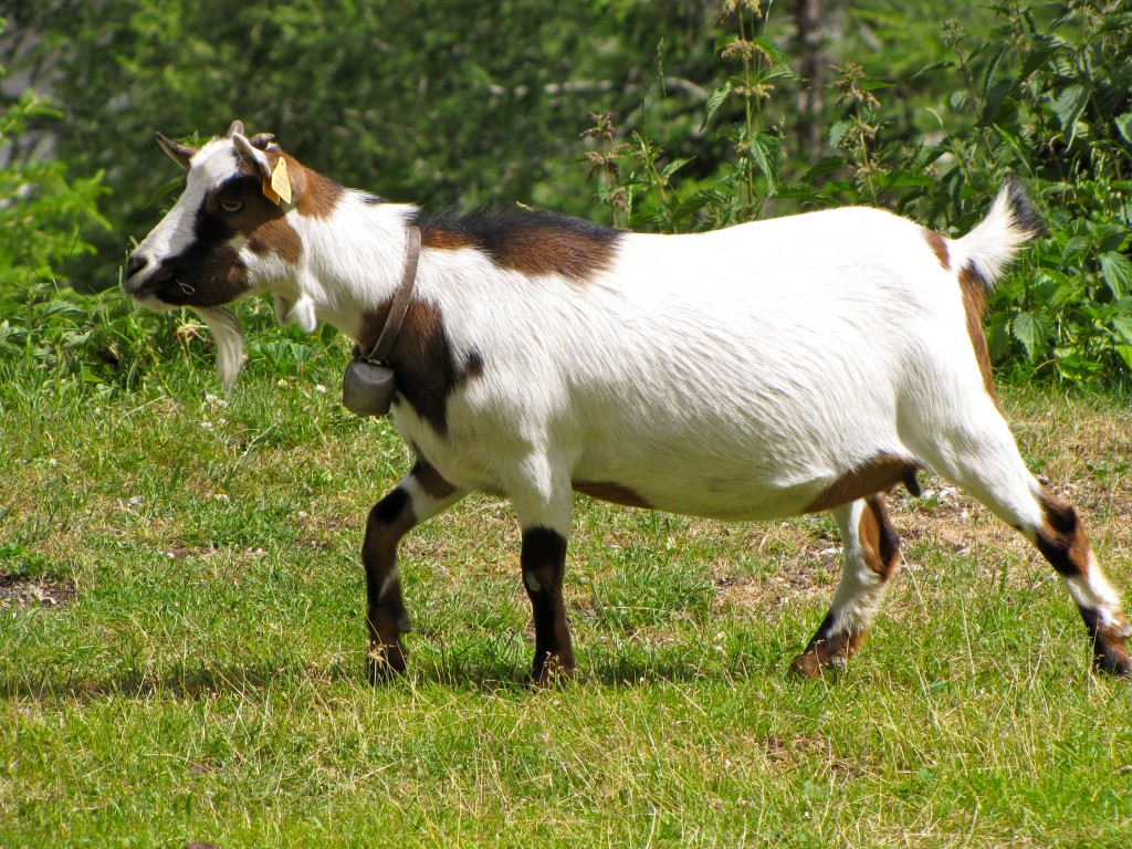 Marmolada Marmolada