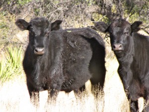 Cochise Stronghold