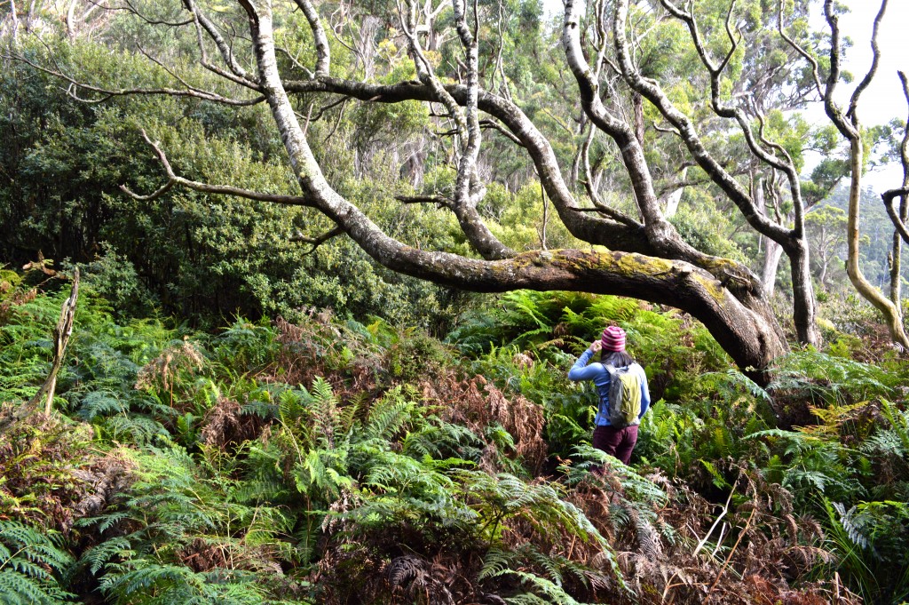 Fortescue Bay