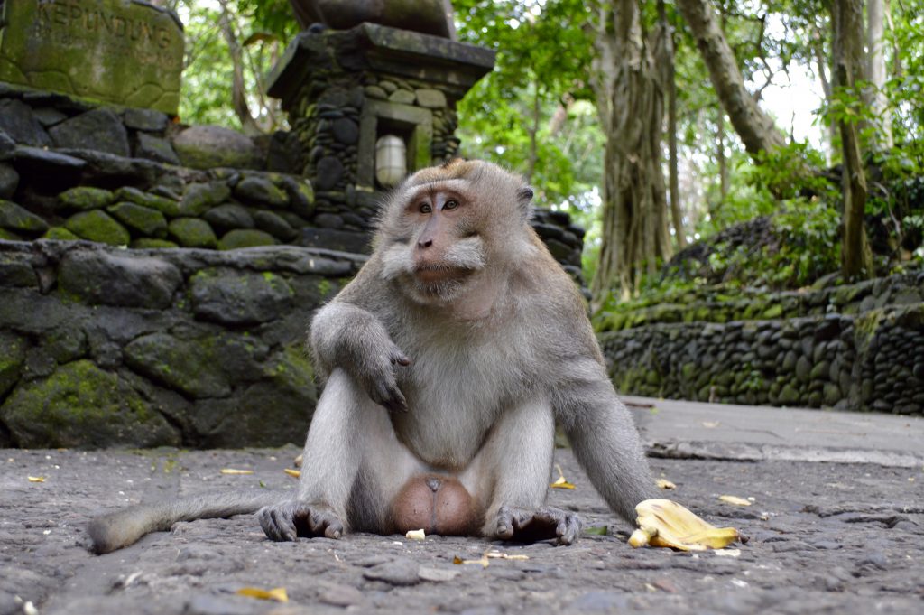 Bali