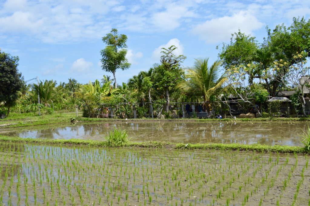 Bali