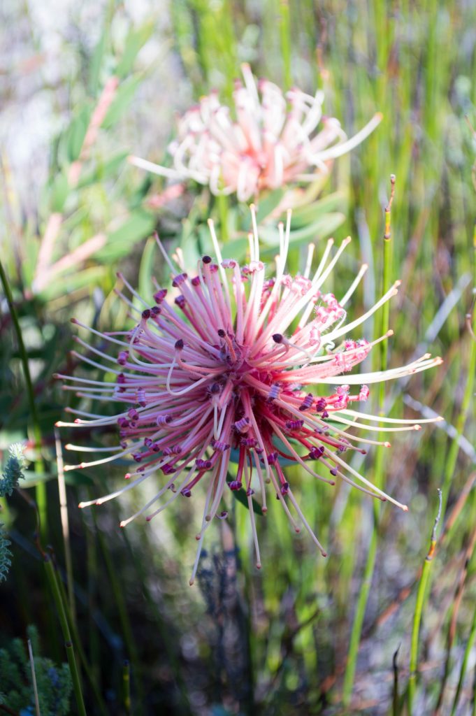 Du Toits Kloof Mountains