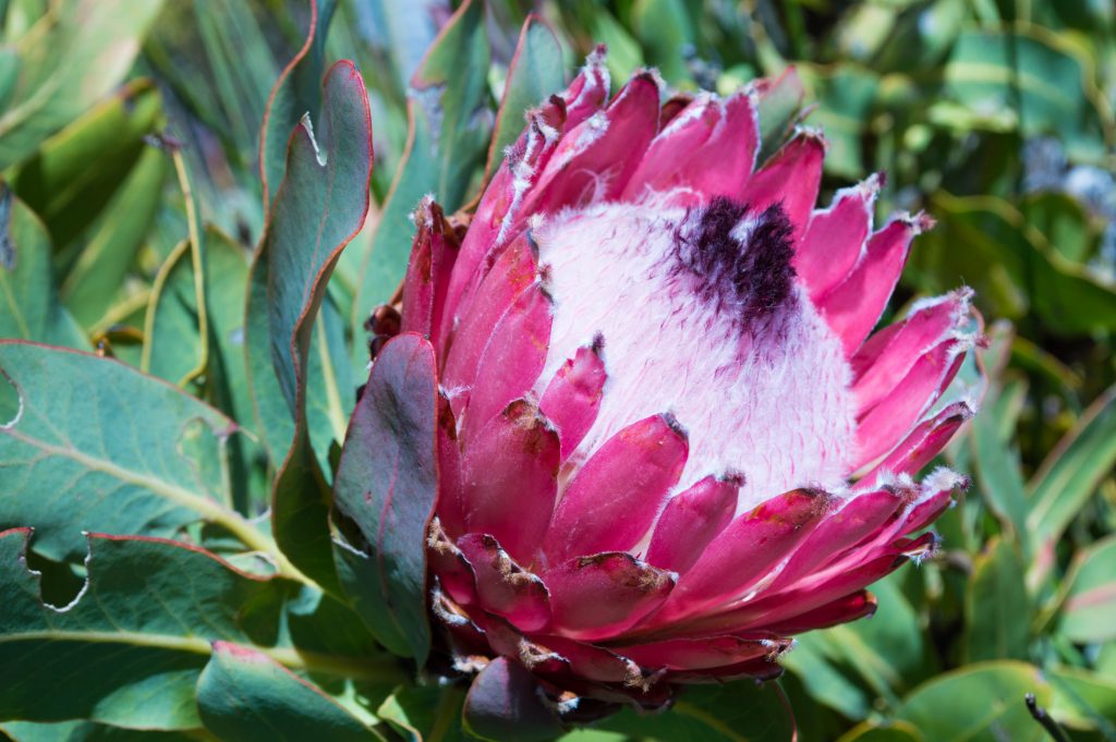 Du Toits Kloof Mountains