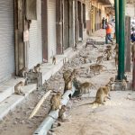 Lopburi