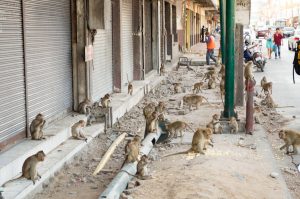 Lopburi