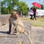 Lopburi