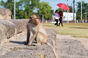 Lopburi