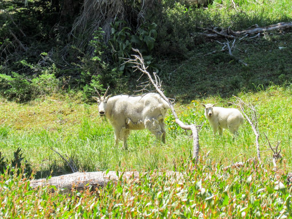 Elkhorns