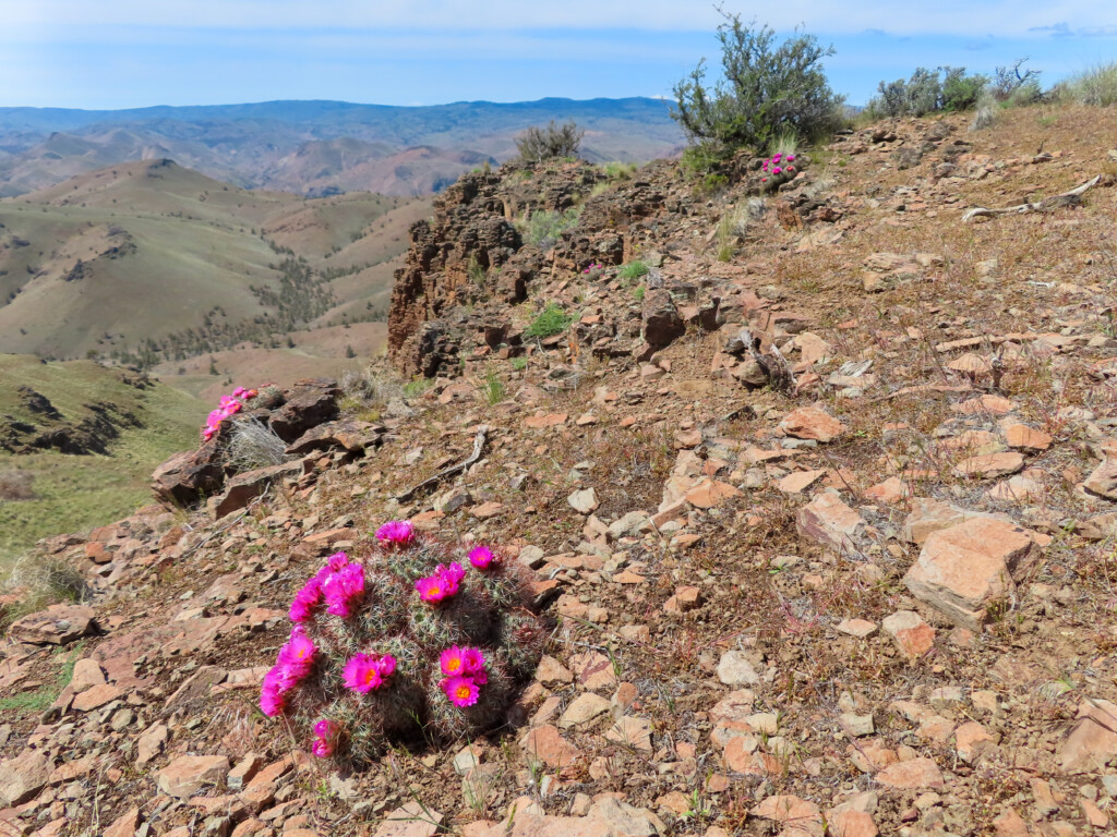 Spring Basin