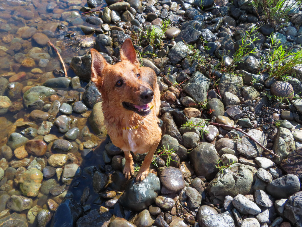 Auburn Swimming Hole