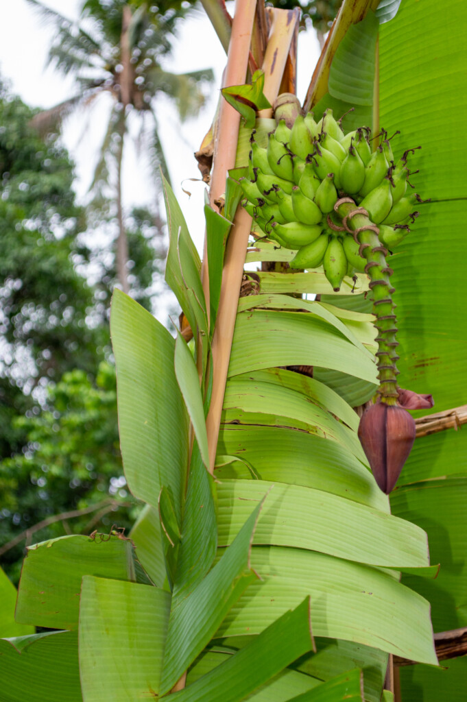 Malaysia