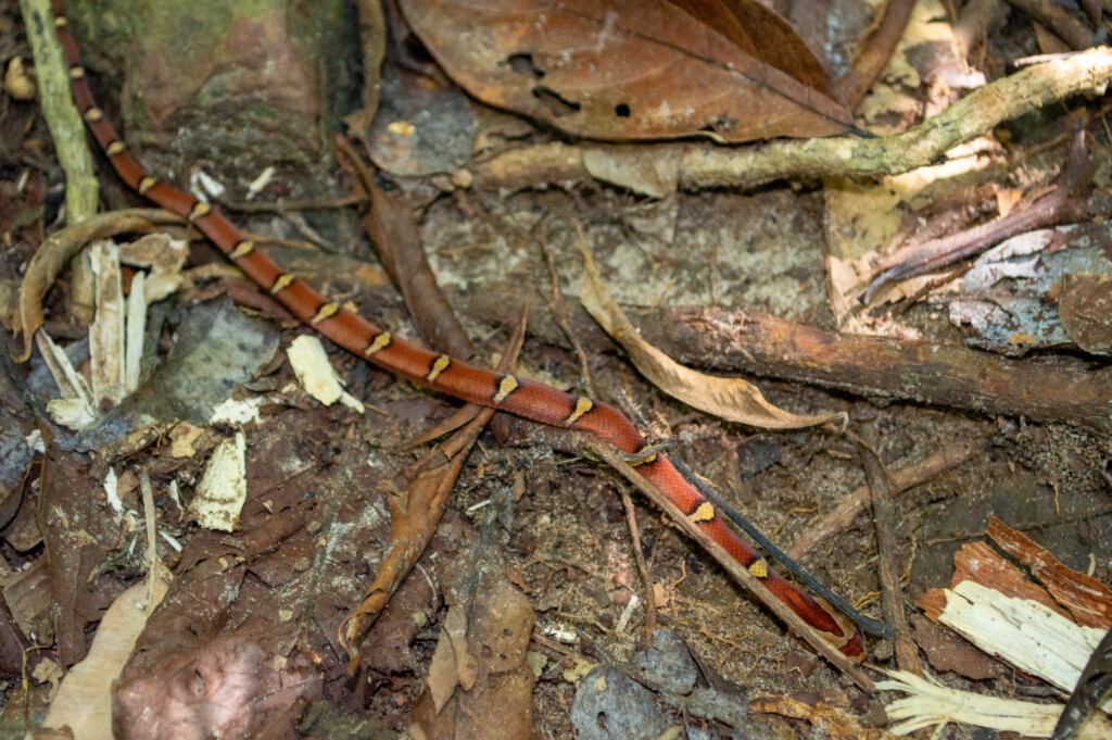 Malaysia