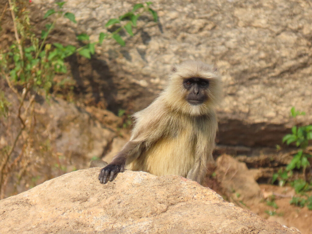 The Lounging Langurs