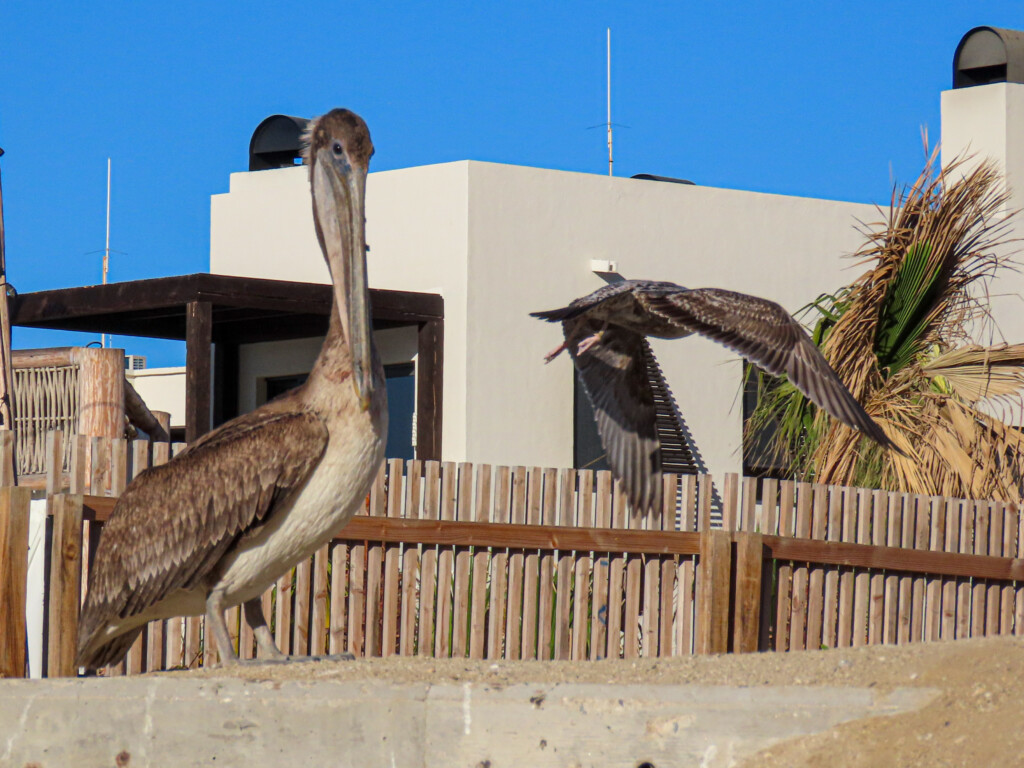 Todos Santos