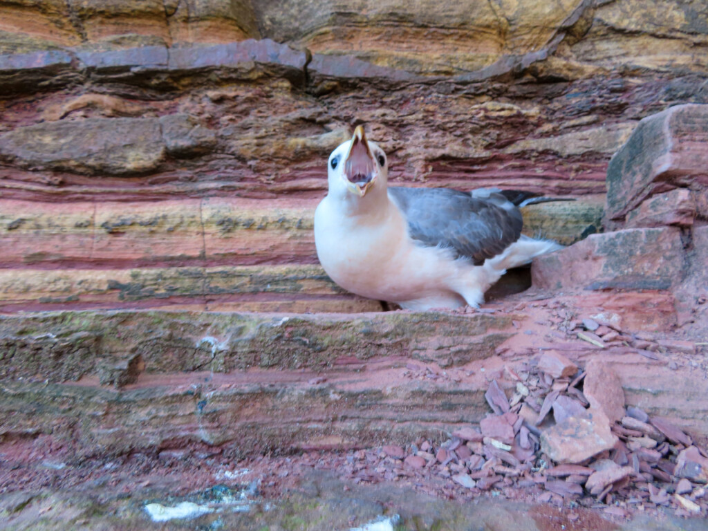 The Old Man Of Hoy