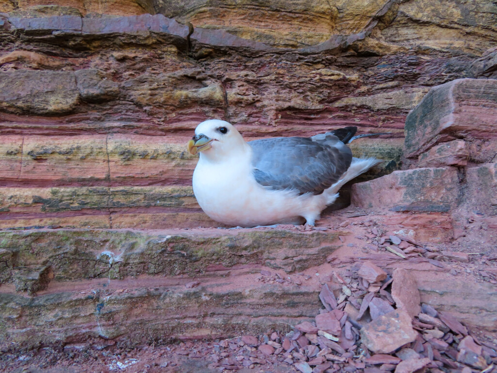 The Old Man Of Hoy