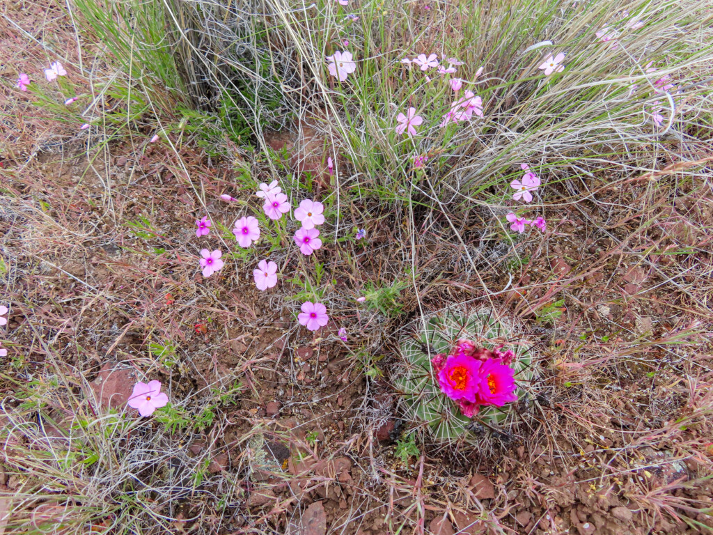 Spring Basin