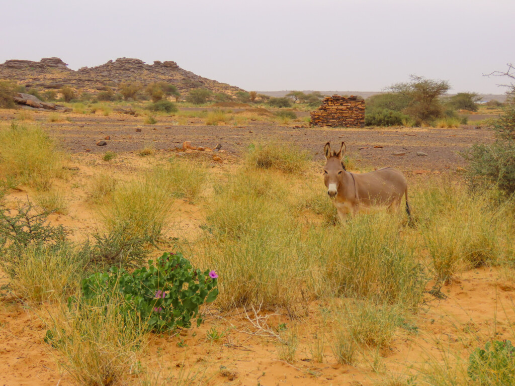 Mauritania