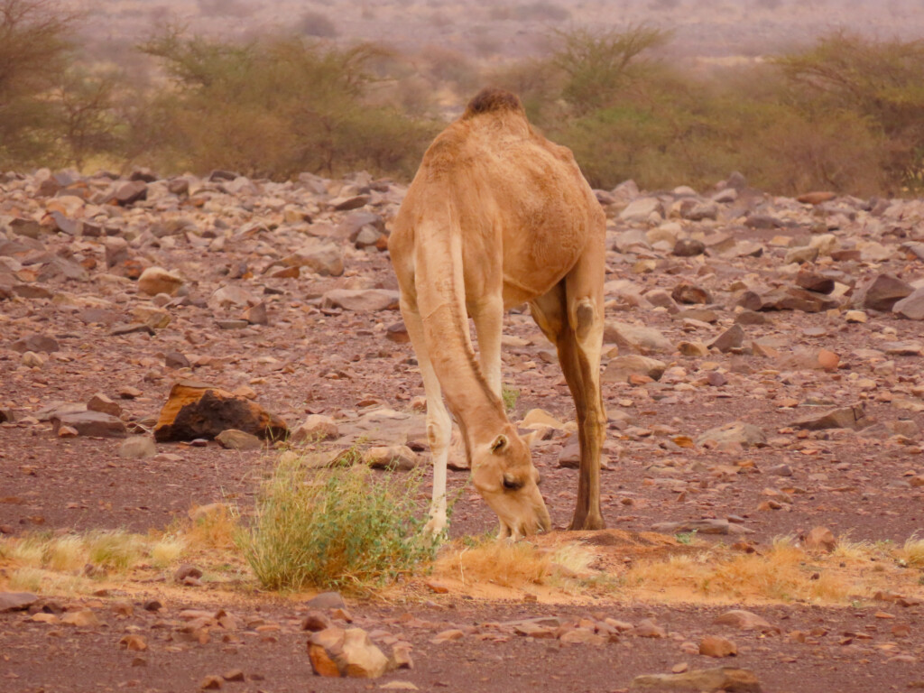 Mauritania