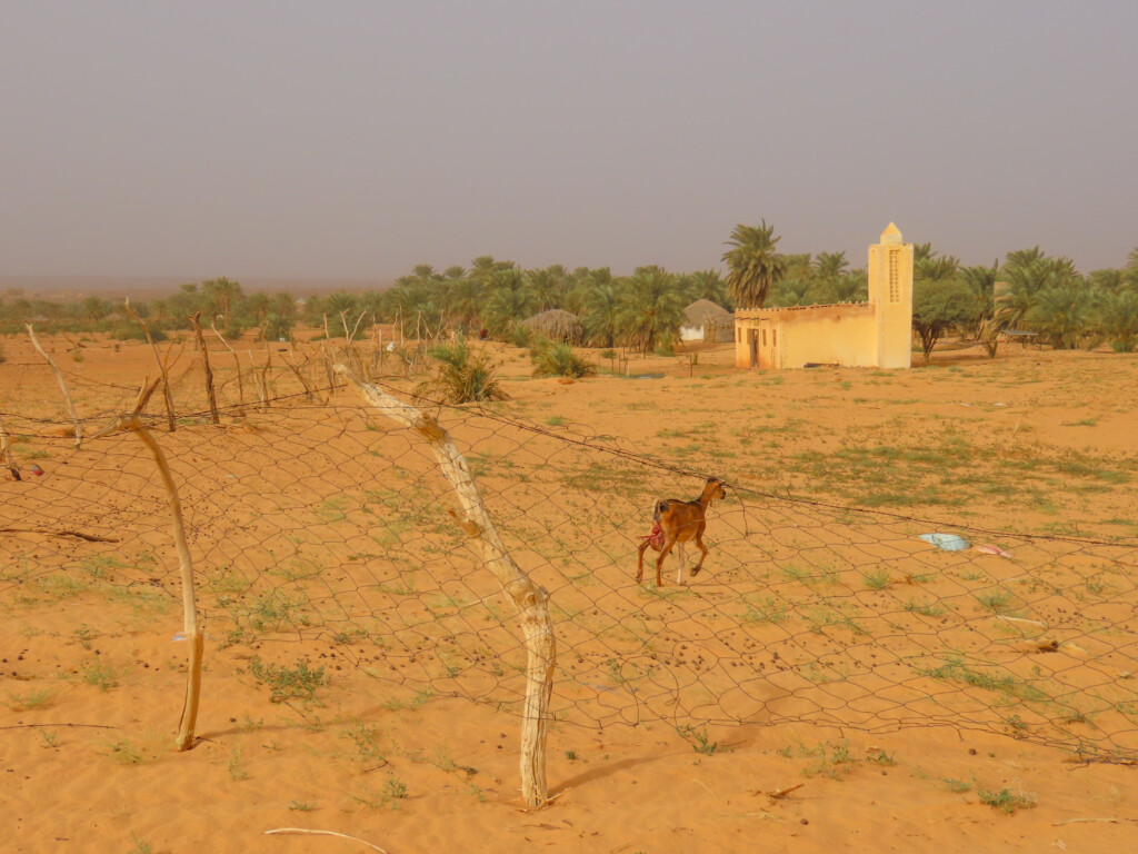 Azouega Dune