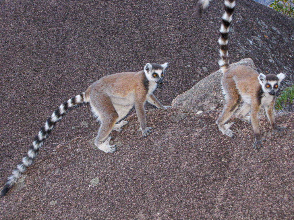 Madagascar